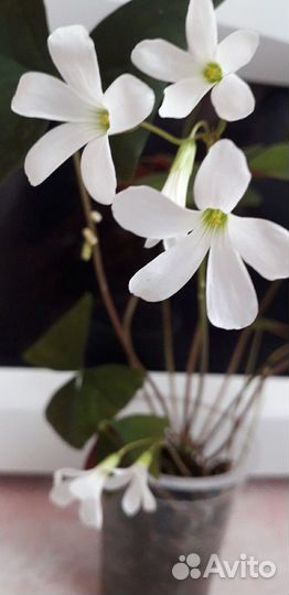 Кислица Бабочки, Оксалис