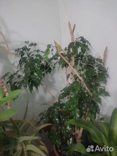Фикус бенджамина большой
