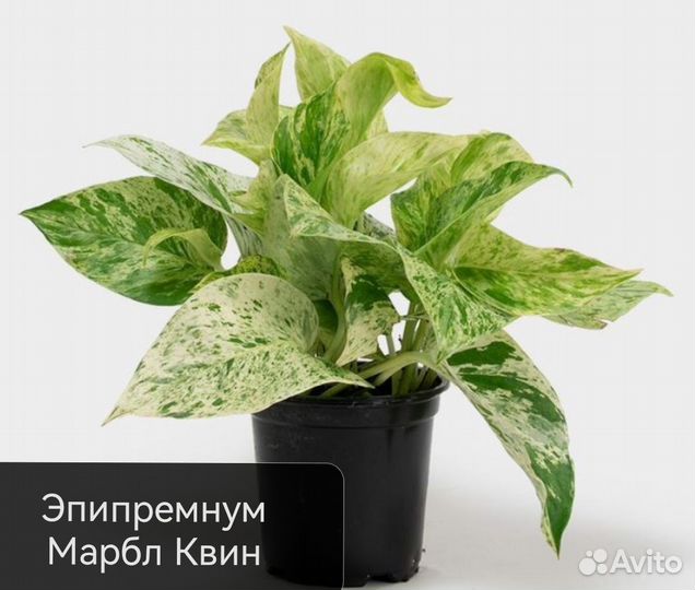 Эпипремнум Марбл Квин, вайт марбл