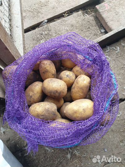 Продам картофель