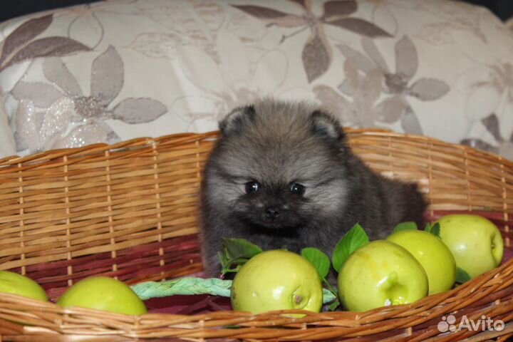 Померанский шпиц девочка