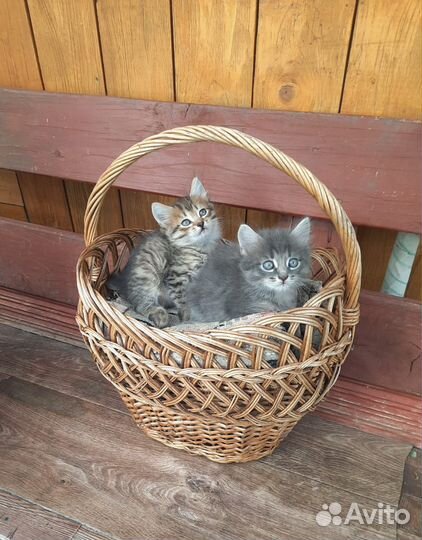 Кошки в добрые руки бесплатно