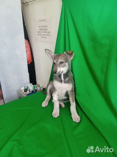 Собака в добрые руки щенок