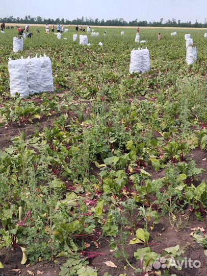 Свекла оптом, новый урожай