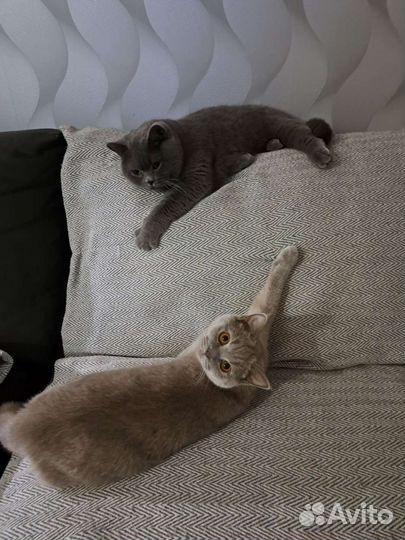 Отдам Британскую кошку