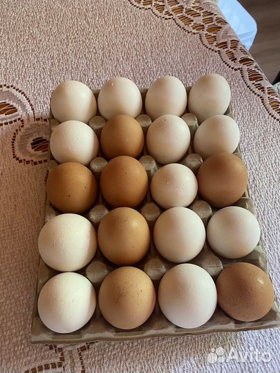 Домашние куриные яйца