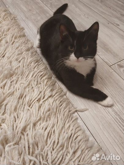 Очень ласковый котенок 4 месяца