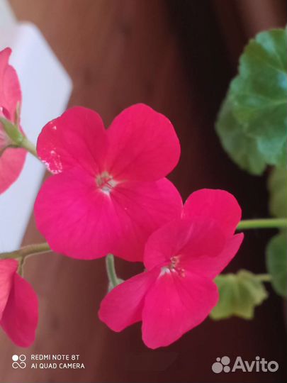 Пеларгония герань