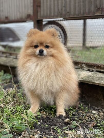 Ищем даму сердца