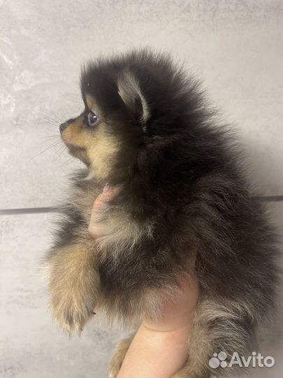 Щенки шпица мини