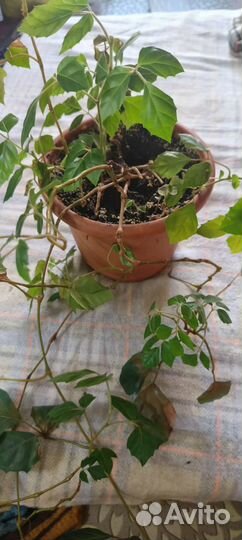 Комнатные растения