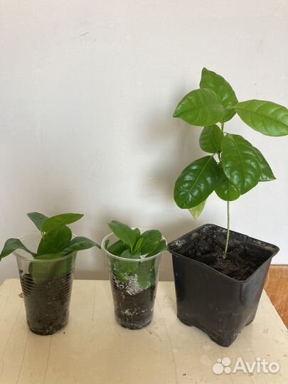 Диплодения желтая