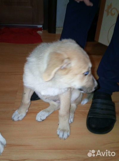 Отдам в добрые руки