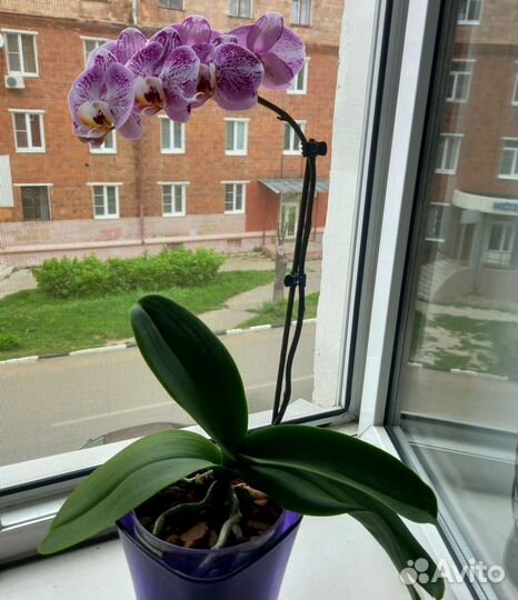 Орхидея фаленопсис