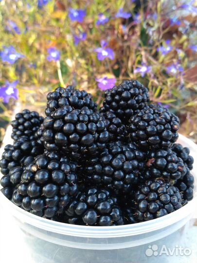 Голубика садовая, ежевика, саженцы