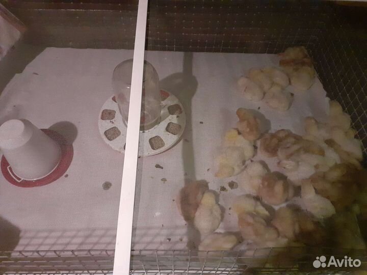 Молодки, петушки