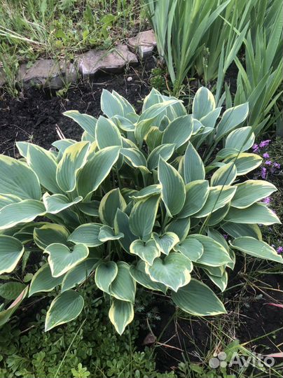 Рябинник, клематис, хосты, барвинок, лаванда