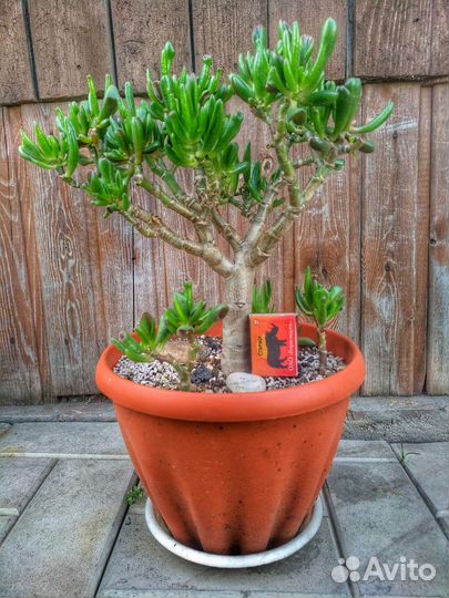 Крассула crassula Gollum