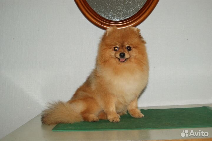 Стрижка собаки в соответствии с Вашими пожеланиями