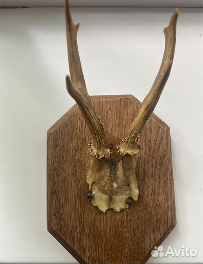 Рога косули