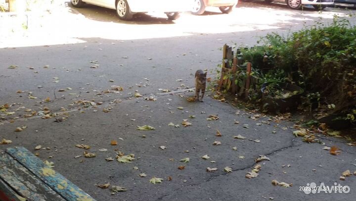 Кот и голодная усталость