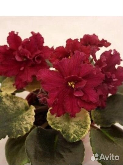 Сортовые фиалки