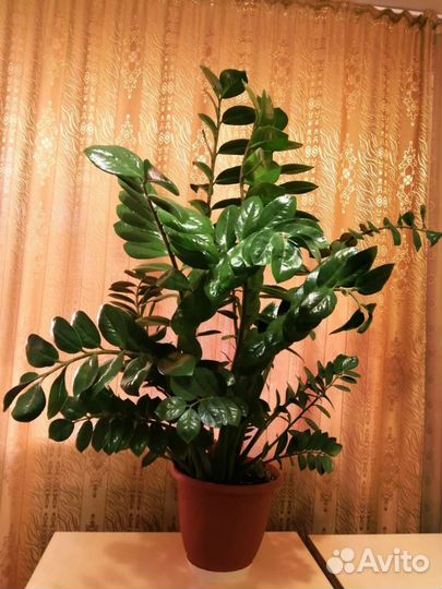 Замиокулькас 1-1, 2 м