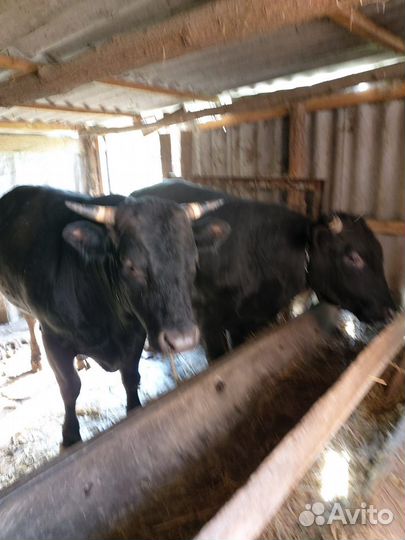 С/х животные