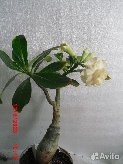 Адениум привитый