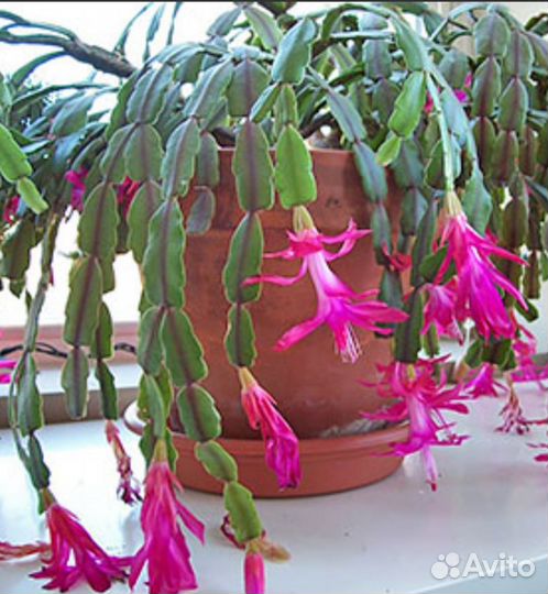 Комнатные цветы