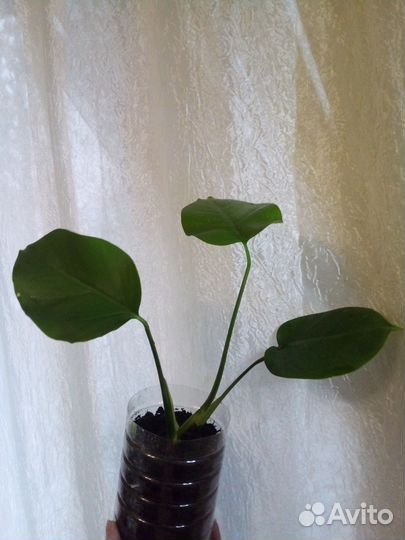 Монстера делициоза малыши