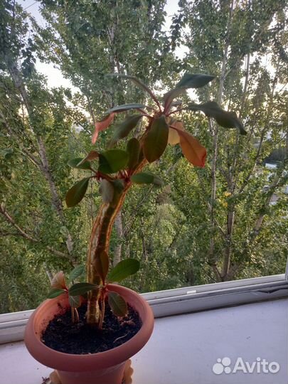 Молочай беложильчатый