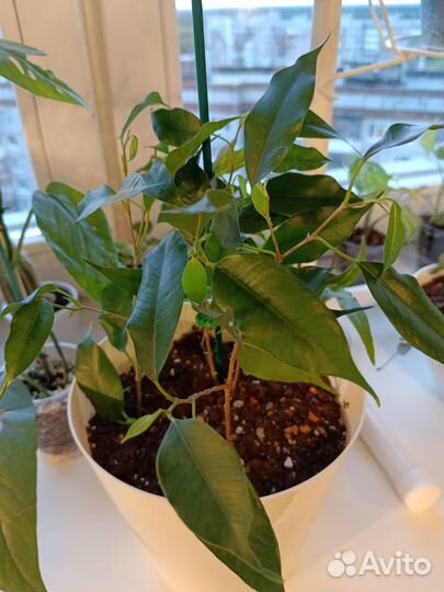 Фикус бенджамина Даниэль