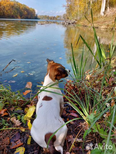 Джек Рассел терьер вязка
