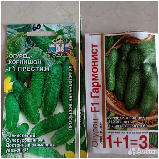 Рассада огурцов, перца