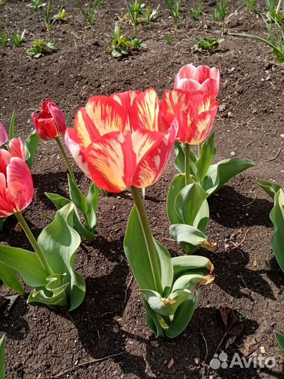 Тюльпаны. Луковицы