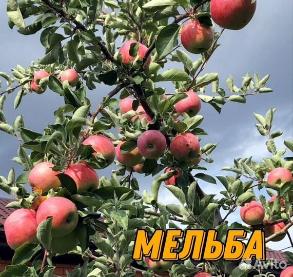 Саженцы летних яблонь