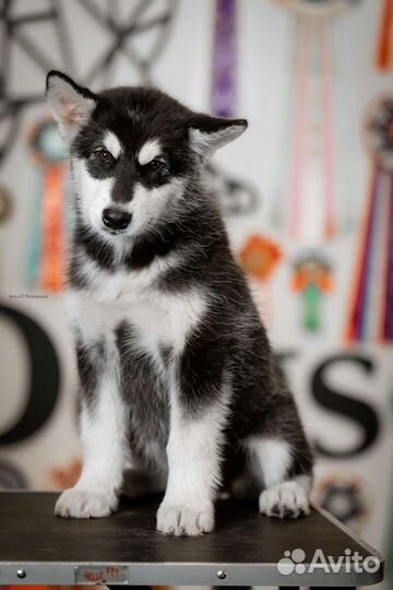 Аляскинский маламут щенки