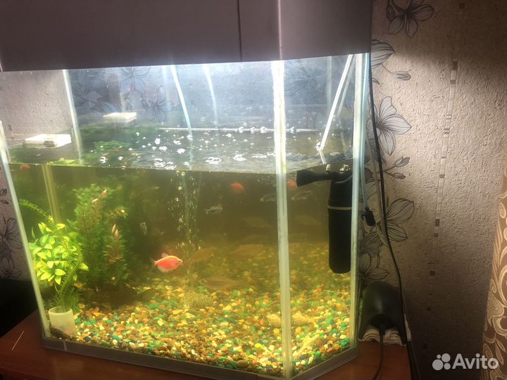 Аквариум
