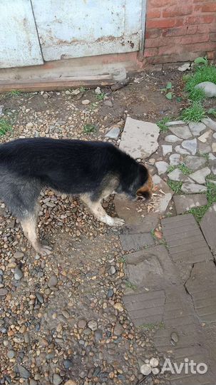 Собака в добрые руки отдам бесплатно Безпородная