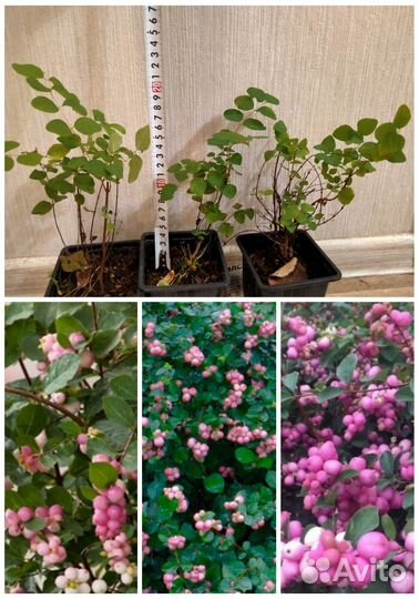 Снежноягодник Мэджик Берри