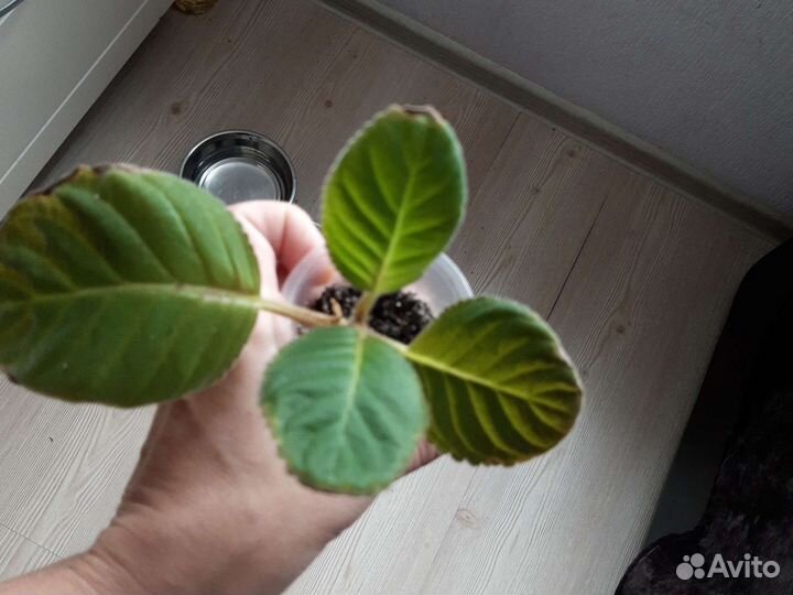 Глоксиния махровая