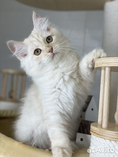 Сибирский котенок девочка