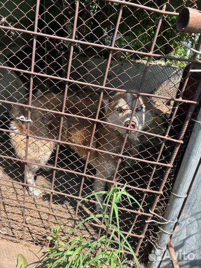 Отдам в добрые руки