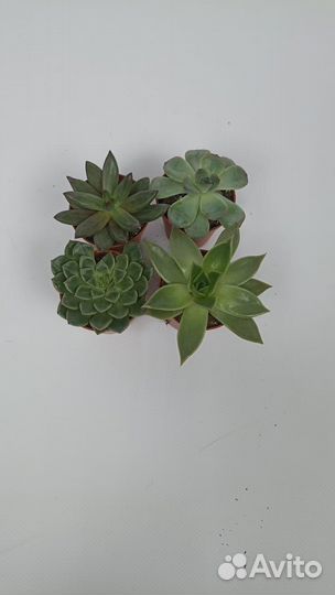 Суккуленты