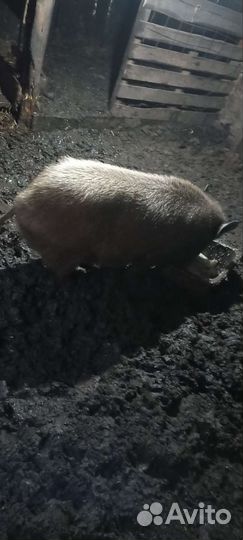 Продам хряка