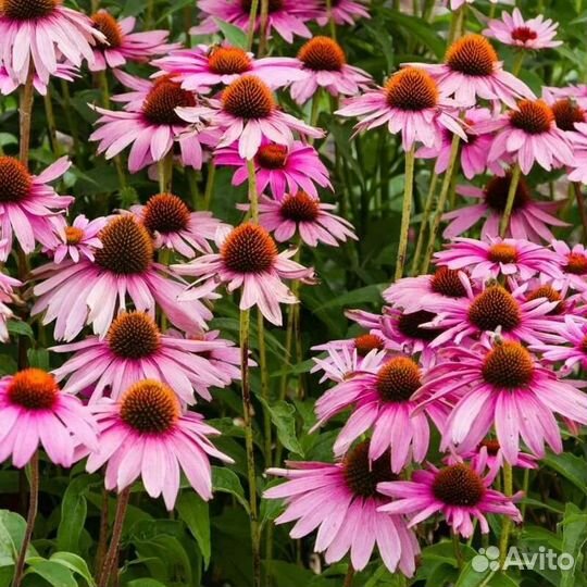 Цветы Многолетники. Более 45 Видов