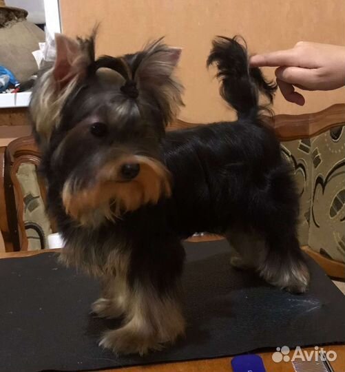 Щенки Йорка