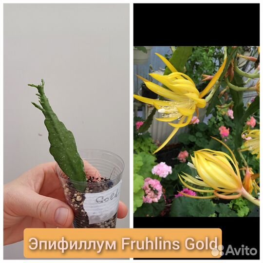 Эпифиллум Fruhlins Gold