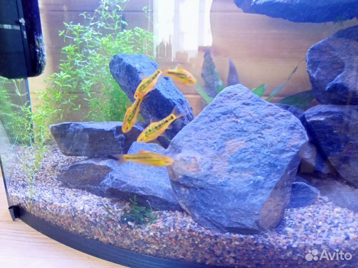 Барбус шуберта